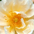Blanche - Ancien rosiers de jardin - Goldfinch